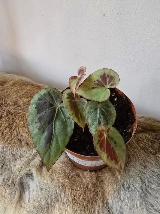 Begonia Burkillii Silver Edge node cutting