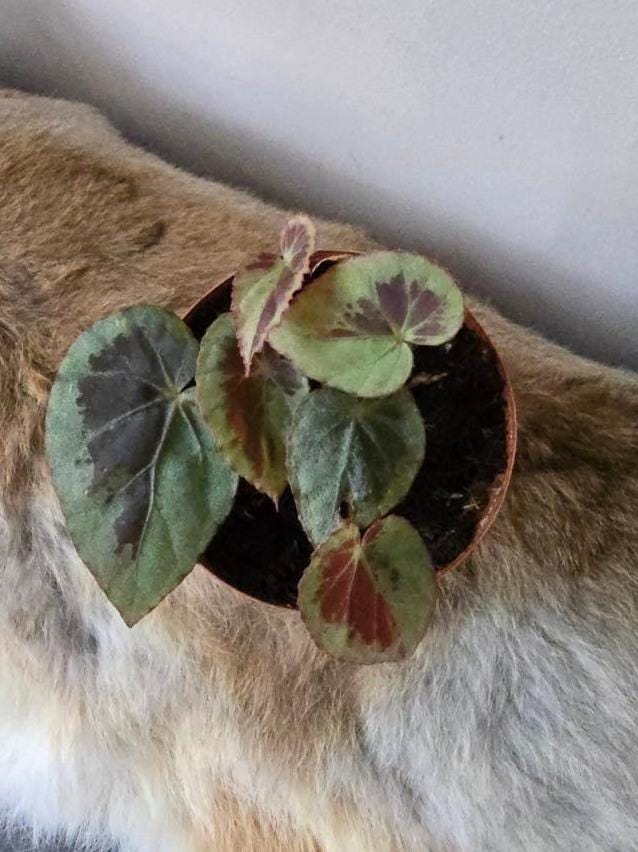 Begonia Burkillii Silver Edge cutting