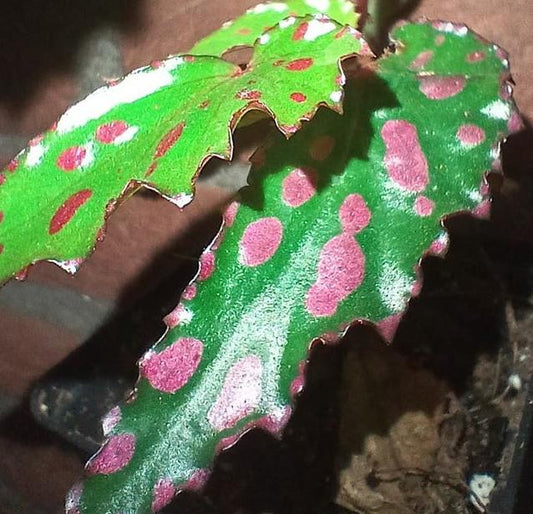 Begonia Pink Lava node cutting