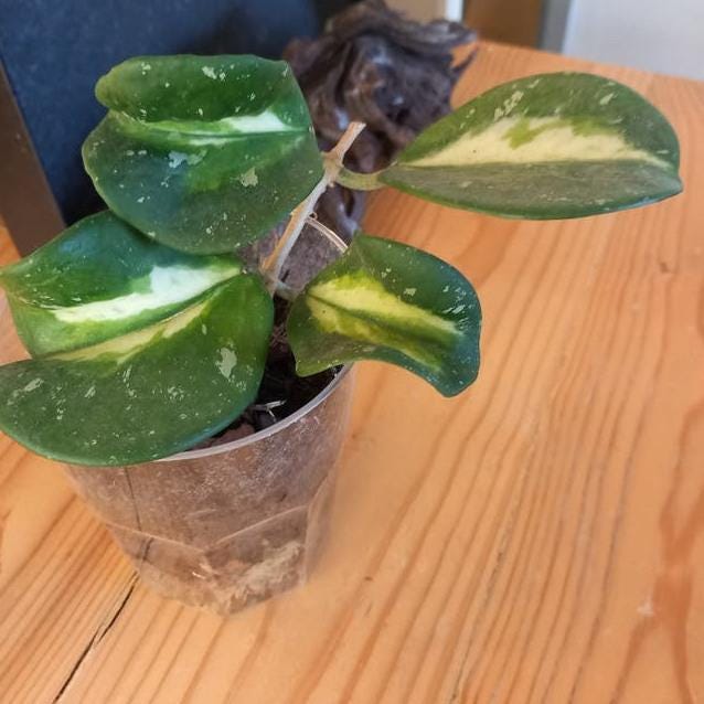 Hoya Obovata Variegata cutting