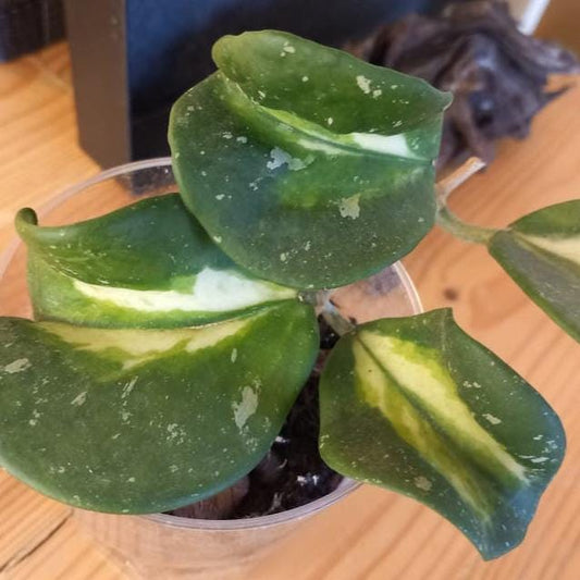Hoya Obovata Variegata node cutting