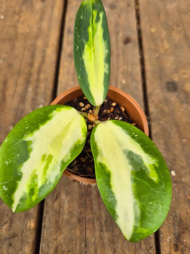 Hoya Verticillata Inner Variegata cutting