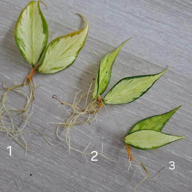 Hoya Polyneura Inner Variegata cutting