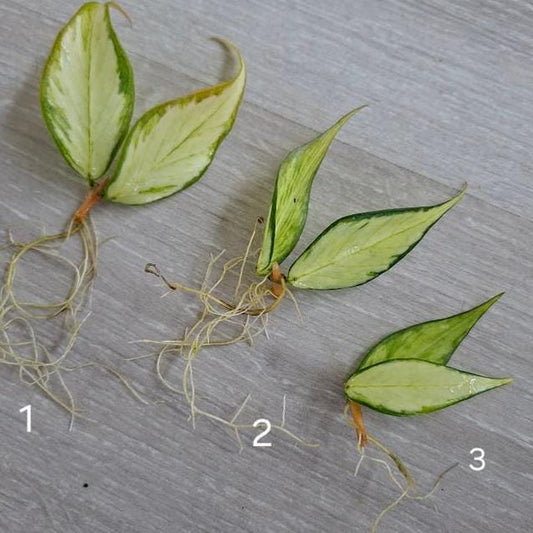 Hoya Polyneura Inner Variegata node cutting
