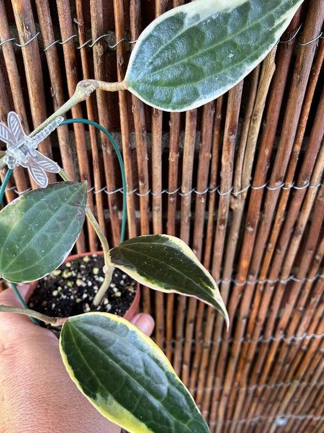 Hoya Latifolia Albomarginata cutting