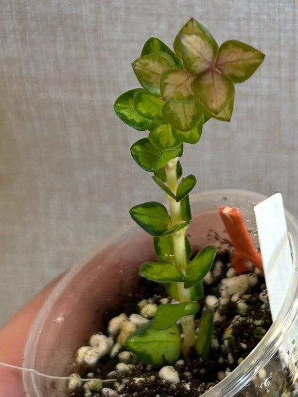 Hoya Chinghungensis Variegata cutting