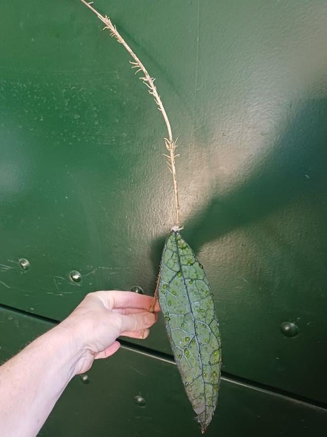 Hoya Clemensiorum cutting
