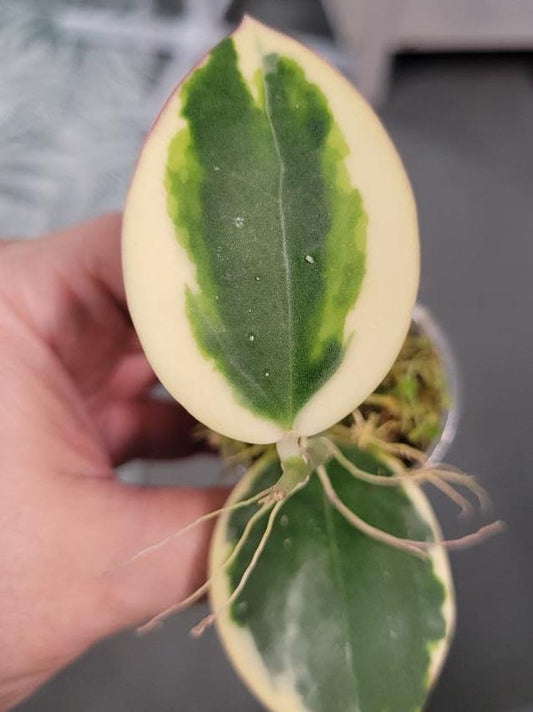 Hoya Para Albo node cutting