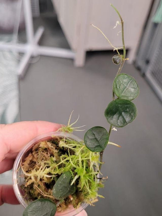 Hoya Obcordata node cutting