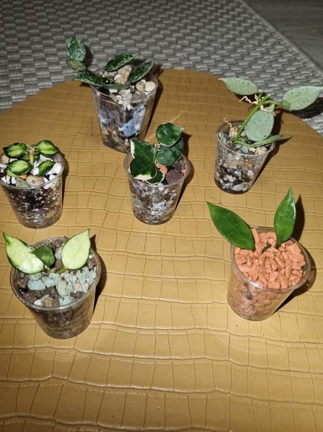 Hoya Lacunosa Violet cutting