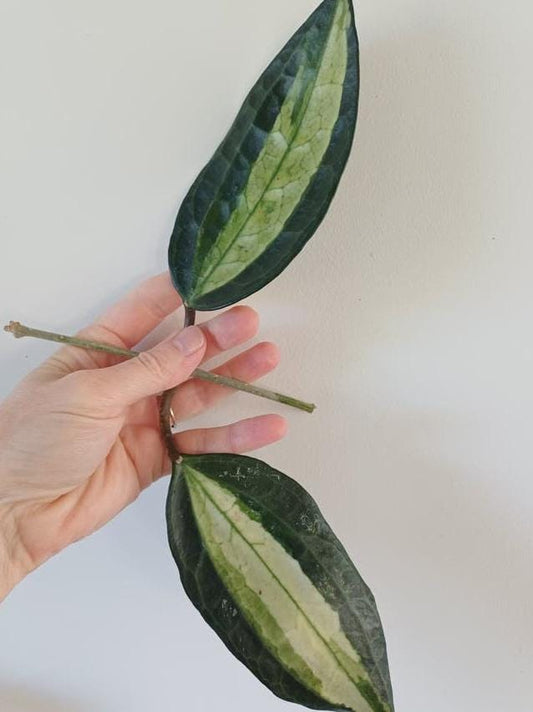 Hoya Latifolia Pot of Gold node cutting