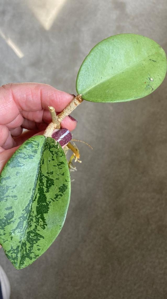 Hoya Silver Dollar cutting