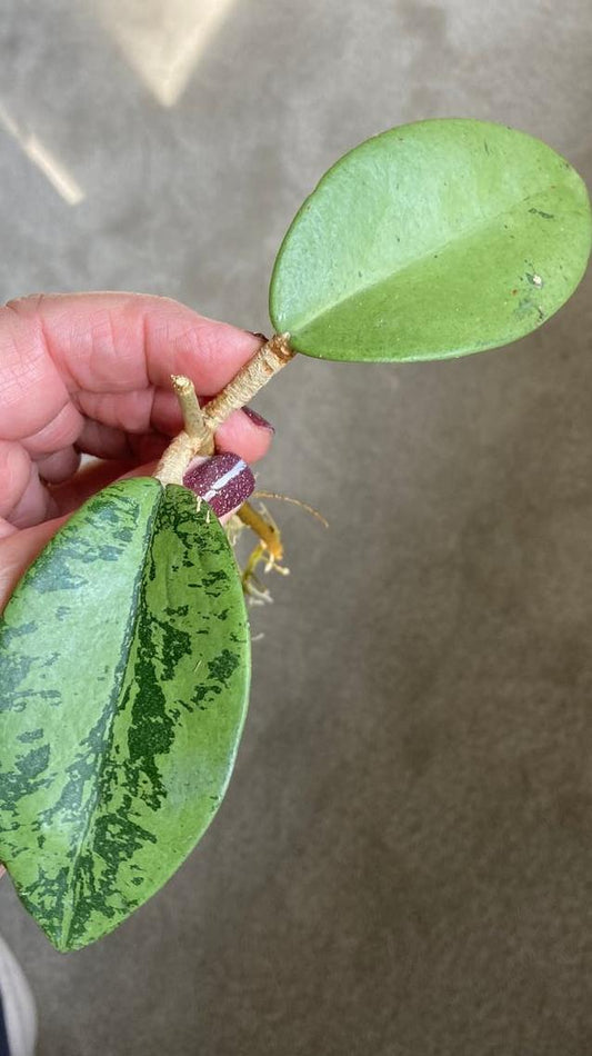 Hoya Silver Dollar node cutting