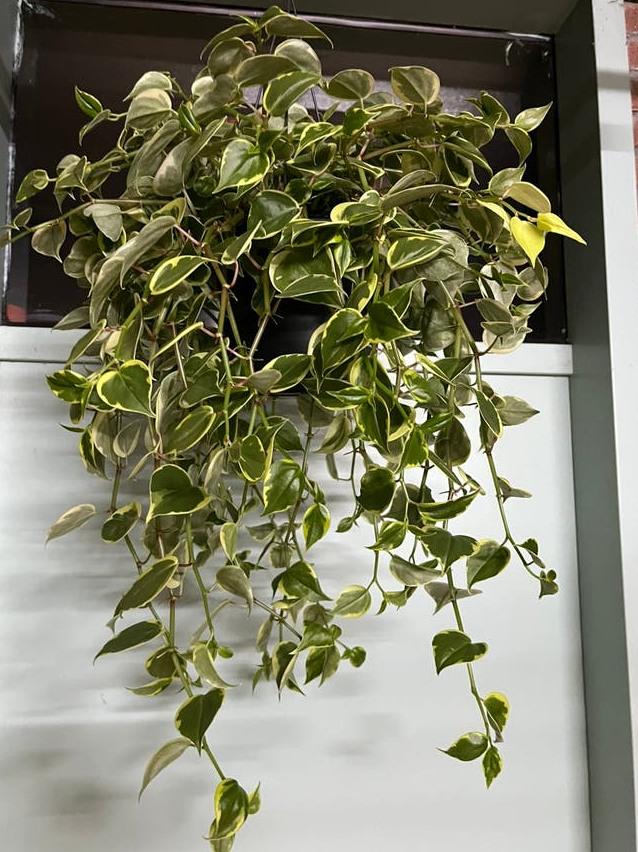 Peperomia Scandens Variegata cutting