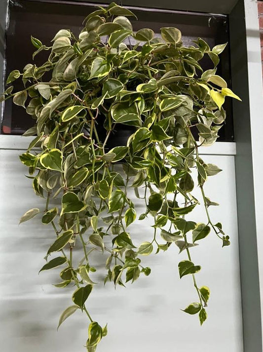 Peperomia Scandens Variegata node cutting