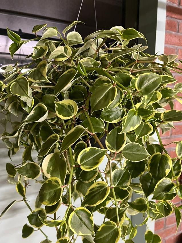 Peperomia Scandens Variegata cutting