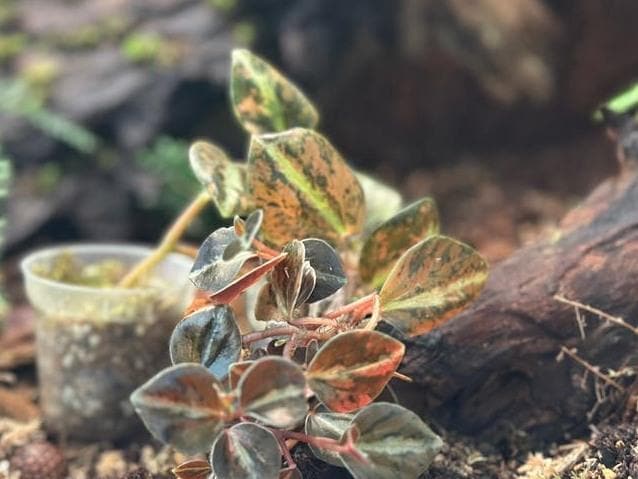 Peperomia Metallica Variegata cutting