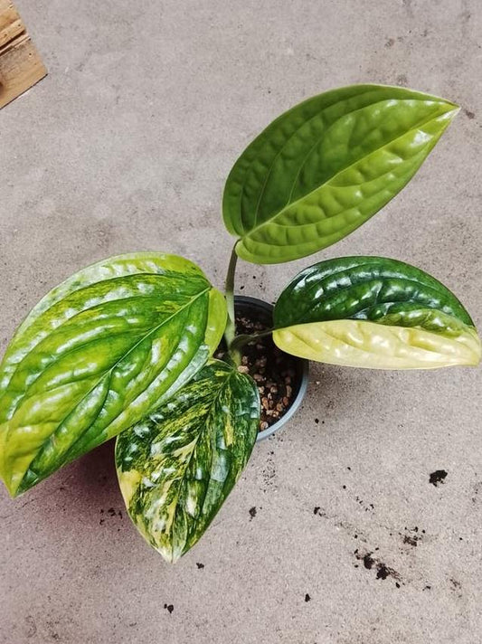 Monstera Karstenianum Aurea Variegata node cutting