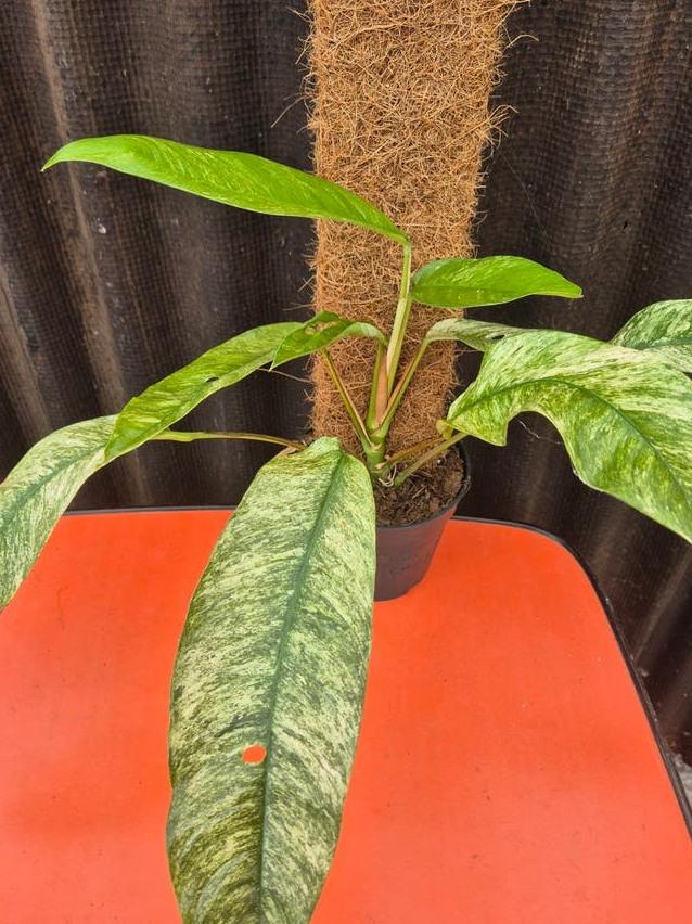 Rhaphidophora Gorilan Variegata cutting