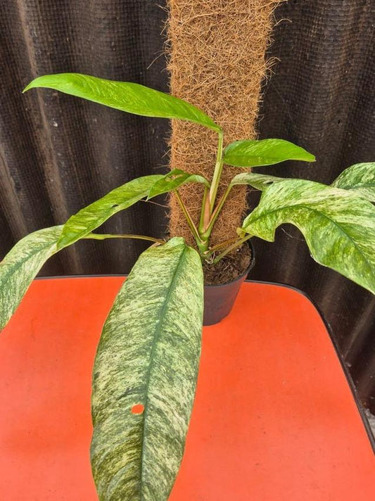 Rhaphidophora Gorilan Variegata node cutting