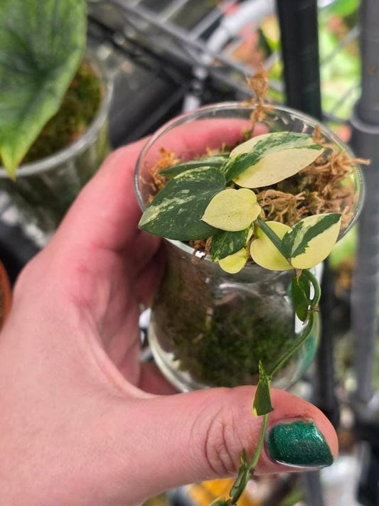 Rhaphidophora Hayi Aurea Variegata node cutting