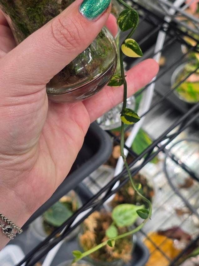 Rhaphidophora Hayi Aurea Variegata cutting