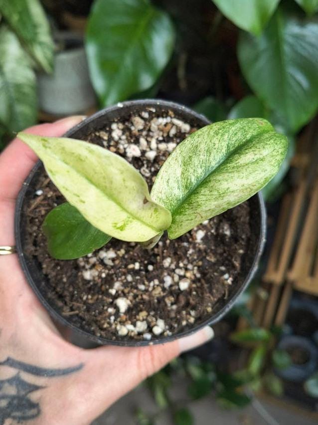 Rhaphidophora Megasperma Mint Variegata cutting