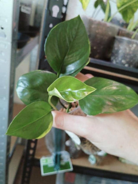 Epipremnum Poonsin node cutting