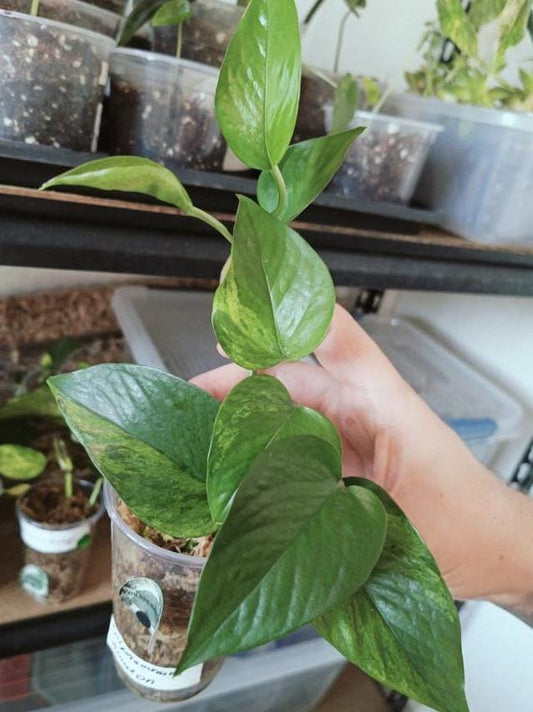 Epipremnum Amazon node cutting