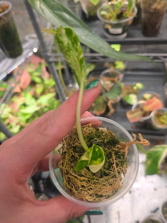 Epipremnum Teruno Love Song node cutting