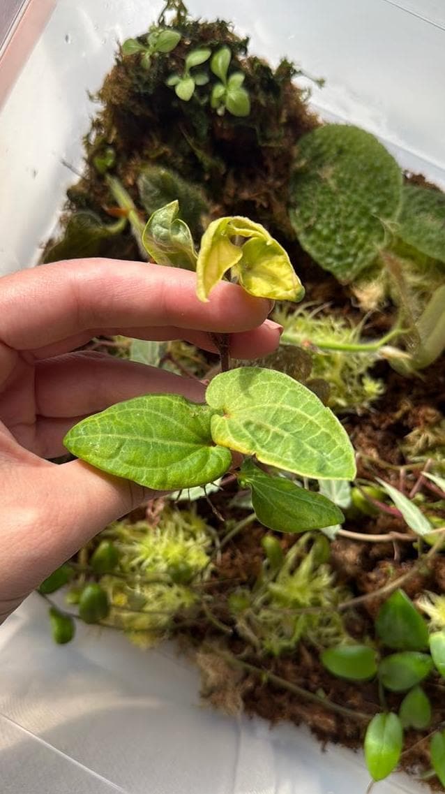 Piper Ribesioides cutting