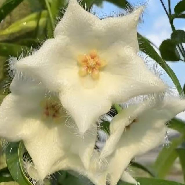 Hoya Paradisea cutting