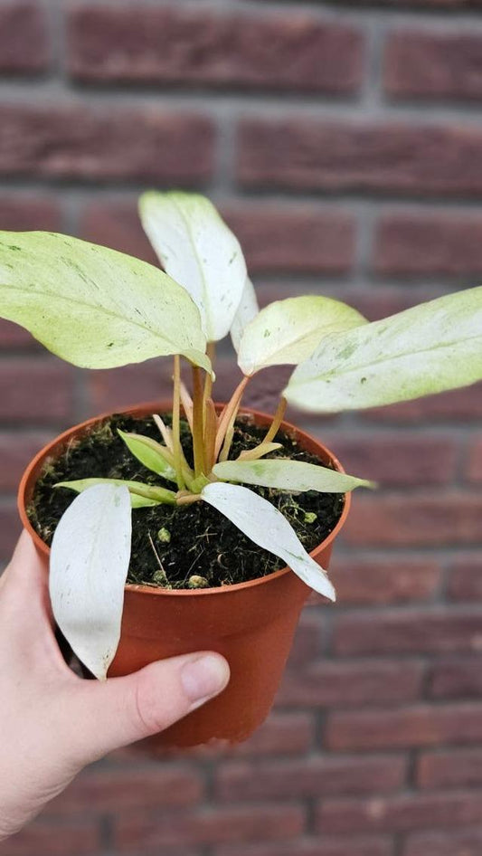 Philodendron Snowdrift node cutting