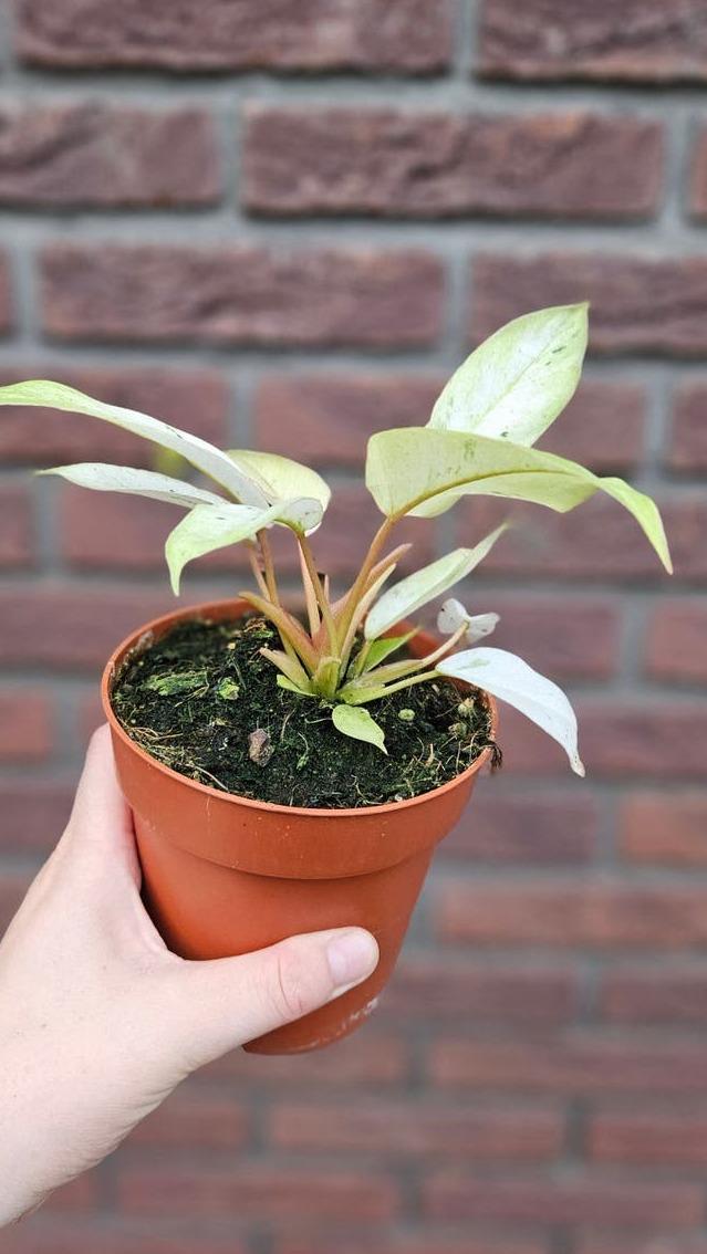 Philodendron Snowdrift cutting