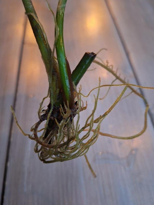 Philodendron Majestic cutting