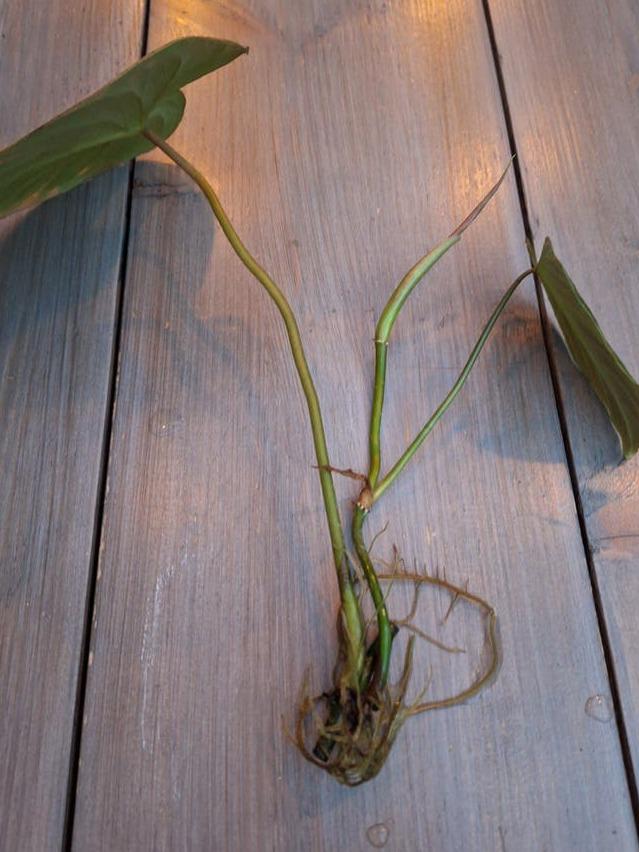 Philodendron Majestic cutting