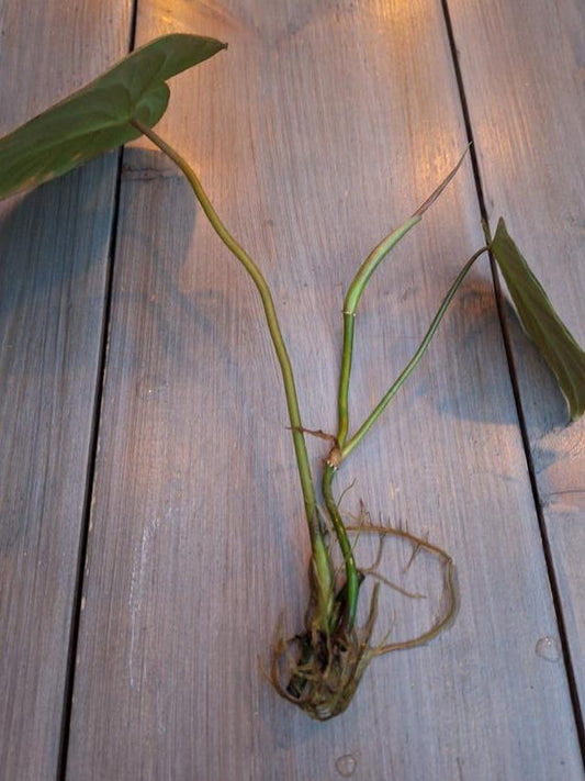 Philodendron Majestic node cutting