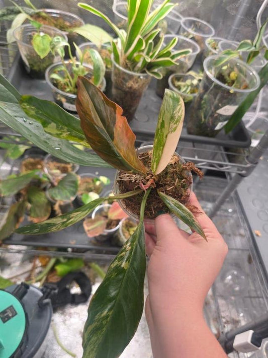 Philodendron Caramel Marble node cutting
