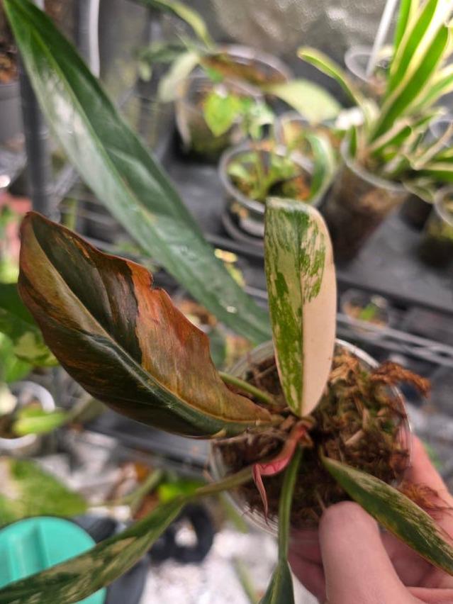 Philodendron Caramel Marble cutting