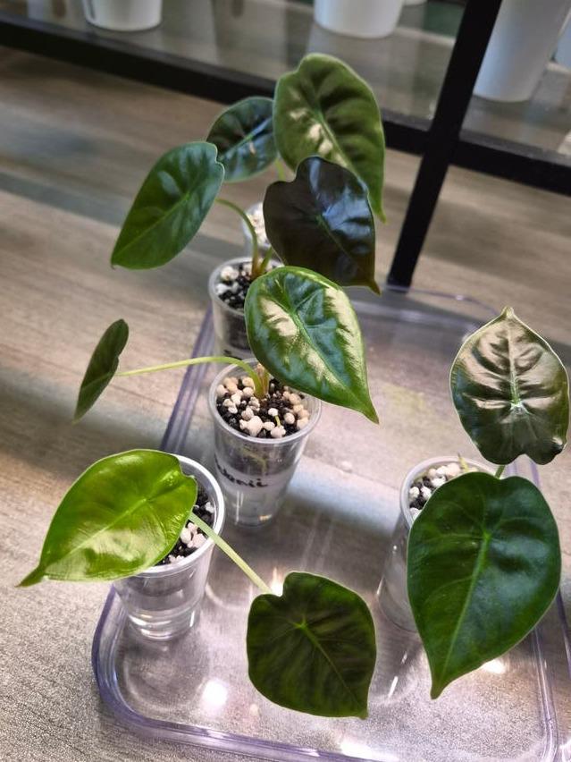 Alocasia Sedenii plant