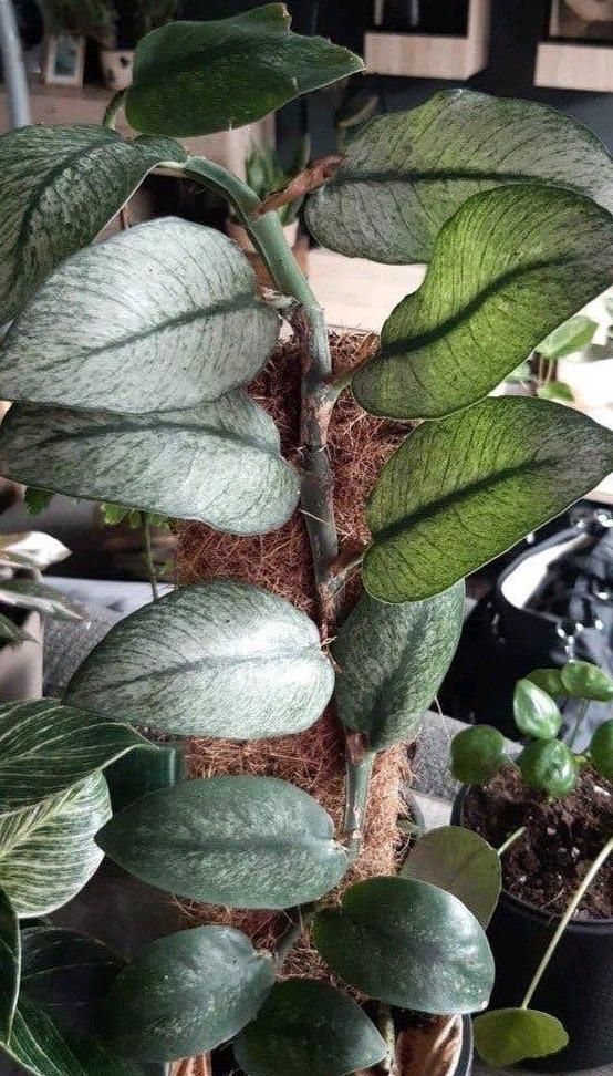 Rhaphidophora Hongkongensis cutting