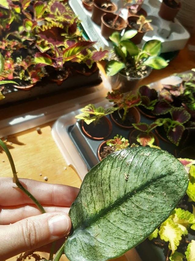 Rhaphidophora Hongkongensis cutting
