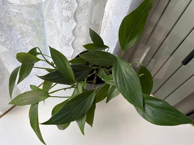 Rhaphidophora Decursiva cutting