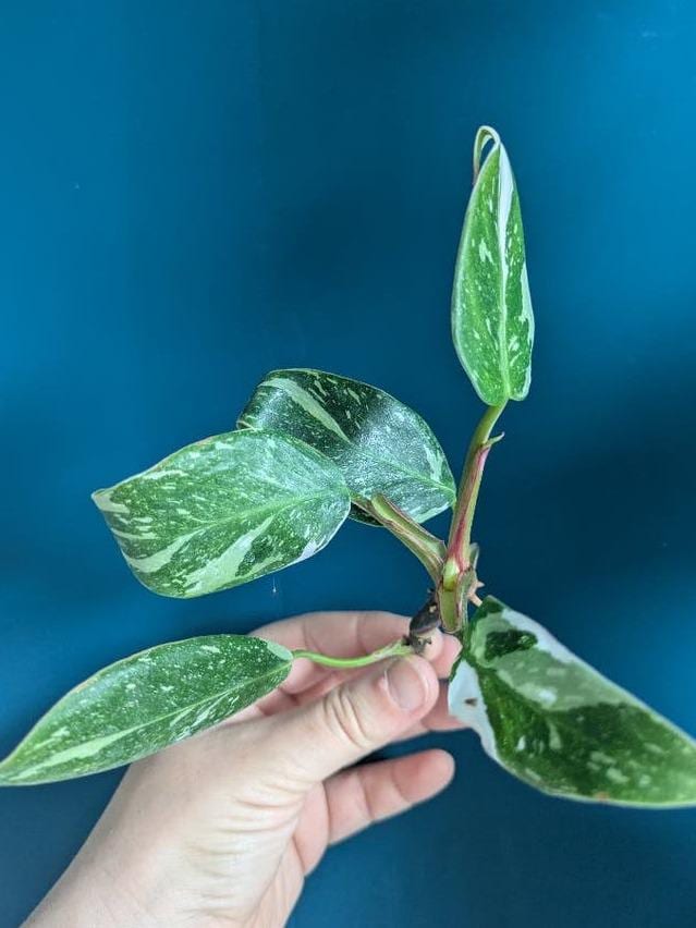 Philodendron White Princess Tricolor Lime cutting