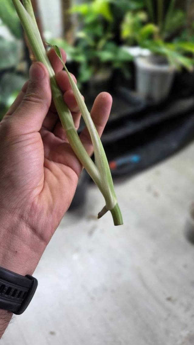Monstera Electrolyte Variegata cutting