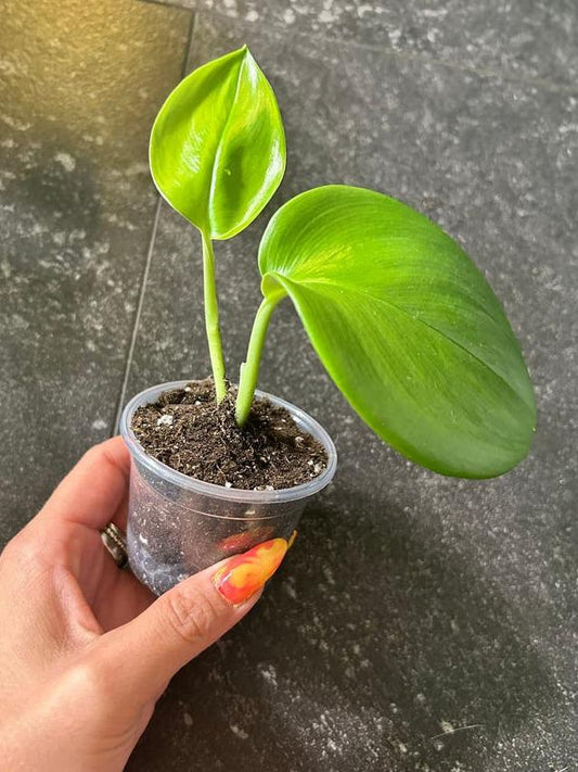 Scindapsus Moonlight Aurea Variegata cutting