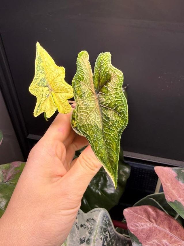 Alocasia Jacklyn Aurea Variegata corm – Rare Yellow Variegated Alocasia Bulb