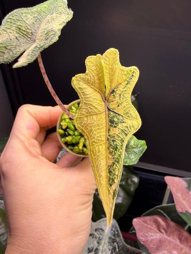 Alocasia Jacklyn Aurea Variegata corm – Rare Yellow Variegated Alocasia Bulb