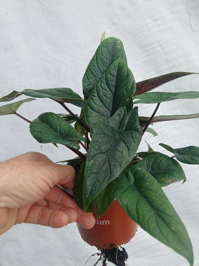 Alocasia Scalprum Aurea Variegata corm – Rare Yellow Variegated Alocasia Bulb