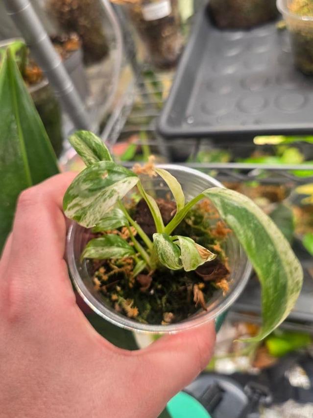 Epipremnum Giganteum Albo Variegata cutting